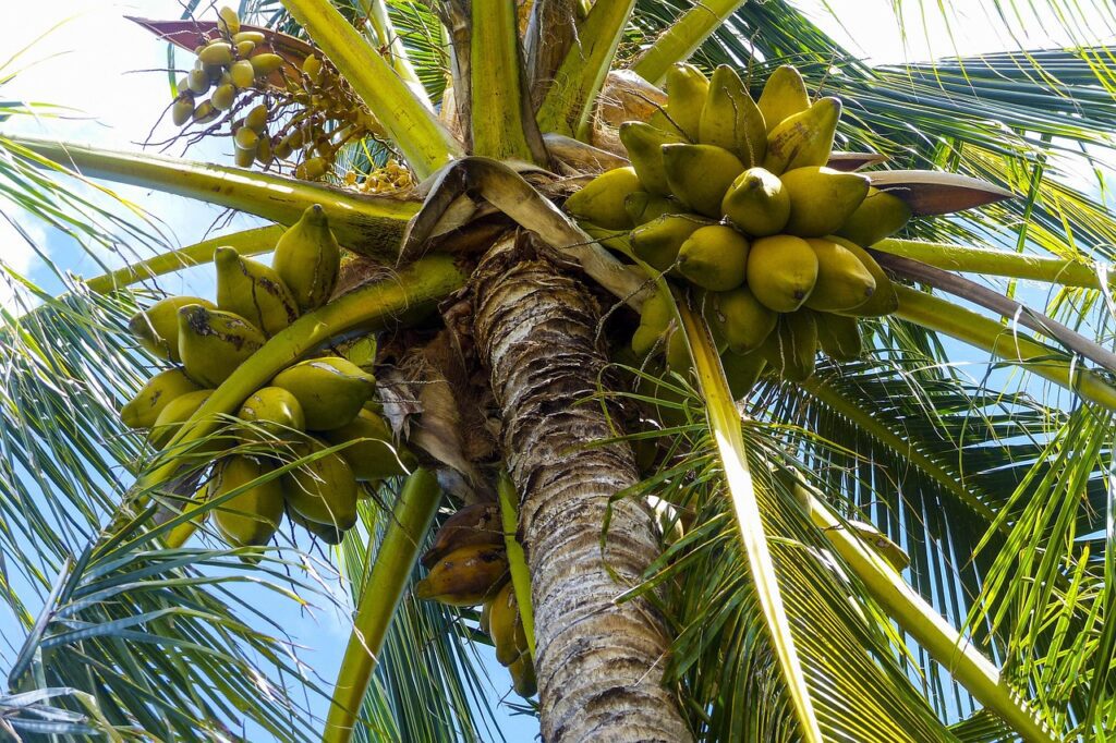 coconut, palm, tree, tropical, nature, travel, beach, island, ocean, exotic, paradise, vacation, tourism, plant, natural, coconut, coconut, coconut, coconut, coconut-796007.jpg
