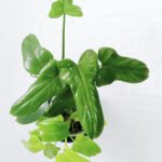 Golden Violin Indoor House Plant
