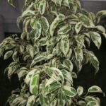 Ficus Benjamina 'Starlight' Plant