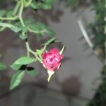 Creeper Rose / Climbing Rose (Red)