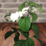 Bleeding Heart Vine- Kadala Poovu
