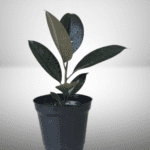 Rubber Plant Black