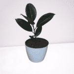 Rubber Plant Green