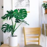 Monstera Deliciosa – Iconic Indoor Plant with Large, Split Leaves