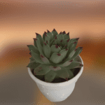 Echeveria