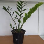 The ZZ plant Large