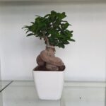 Ficus Bonsai: A Majestic Miniature Masterpiece for Your Space