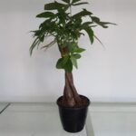 Pachira Braided Plant