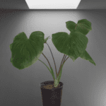 Homalomena Plant