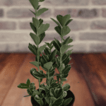 Indoor Ficus Plant