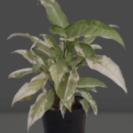 Syngonium Starlight