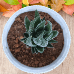 Haworthia