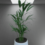 Areca Palm (Dypsis lutescens)