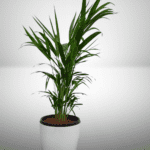 Areca Palm Large (Dypsis lutescens)