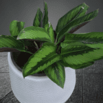 Calathea Double Shade