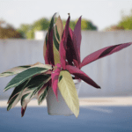 Stromanthe Triostar Calathea