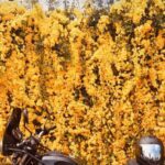 Cat's Claw Creeper - Living Wall Art: Enhance the Aesthetics of Your Garden.
