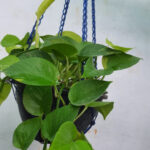 Money Plant Hanging