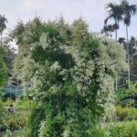 Manimulla (Flowering Jasmine - Creeper)