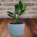 ZZ Plant Green