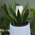 Snake Plant