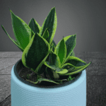 Sansiviera Snake Plant - Miniature