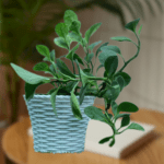 Peperomia
