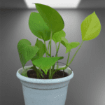 Money Plant