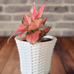 Aglaonima Red