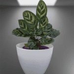Calathea