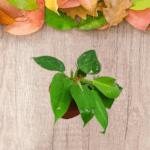 Philodendron Green