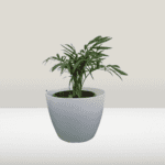 Table Palm Plant