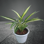 Spider Plant (Chlorophytum Comosum)