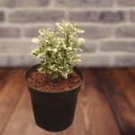 Aralia