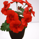 Geranium