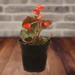 Begonia