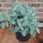Fittonia Plant