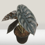 Alocasia Cuprea