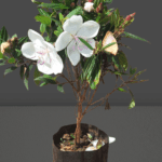 Melestoma White/ Violet