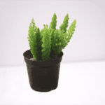 Mayuri Plant (Foxtail Fern)