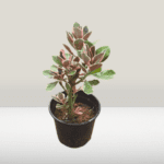 Red Ficus