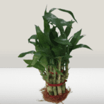 Lucky Bamboo 2 layer