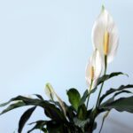 Peace Lily