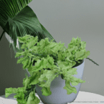 Fern