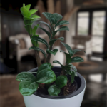 ZZ Spring Plant