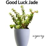 Lucky Jade