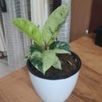 Rubber Plant Variegated