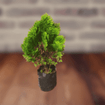 Thuja Plant