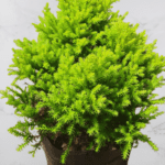 Golden Cypress