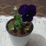 Dianthus Plant - Vibrant blooms and a touch of Elegance.